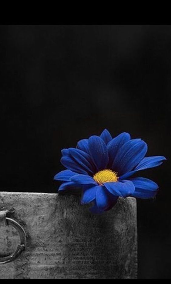 عکس گل آبی برای پروفایل اینستاگرام