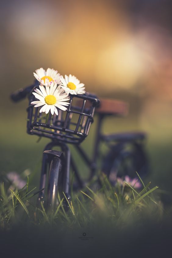 عکس گل و دوچرخه برای پروفایل