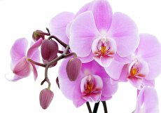 اسم گل ها و معانی نمادین و مفاهیم مشهور آن ها