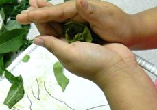 آموزش نقاشی با رنگ طبیعی برای کودکان + درست کردن آبرنگ گیاهی 