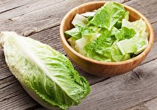 طبع کاهو چیست و مصلح آن در طب سنتی کدام است؟
